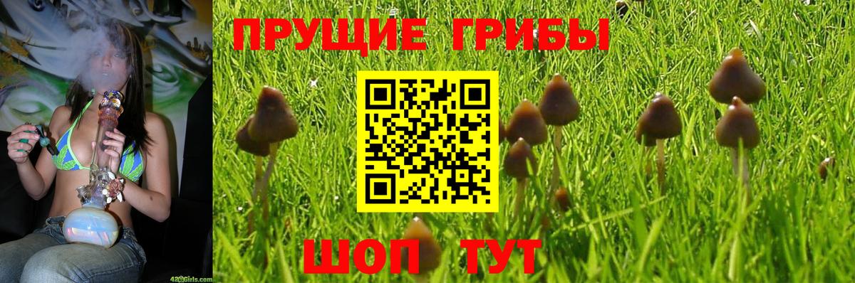 Псилоцибиновые грибы Magic Shrooms  купить   Вход с VPN  Куйбышев  Галлюциногенные грибы Psilocybine cubensis 